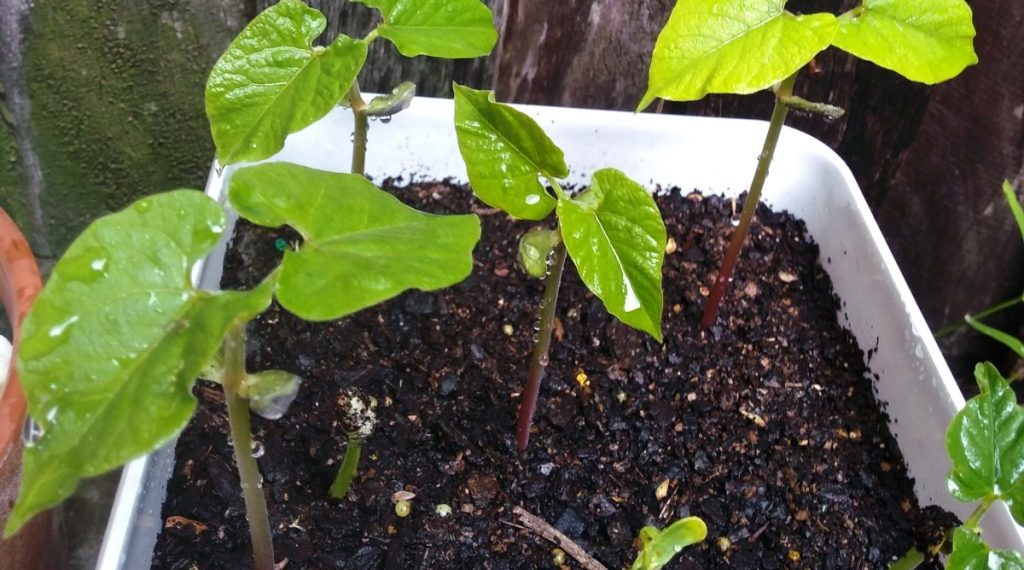 how to grow magic beans in yoghurt container