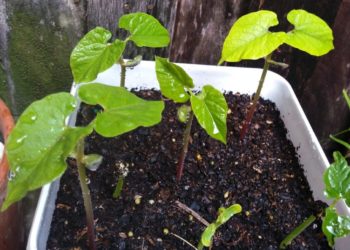 how to grow magic beans in yoghurt container