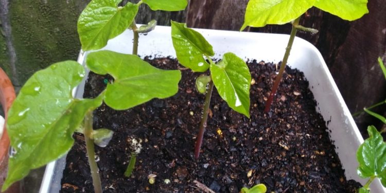 how to grow magic beans in yoghurt container