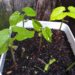 how to grow magic beans in yoghurt container