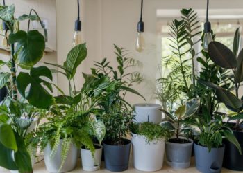 how to treat houseplants