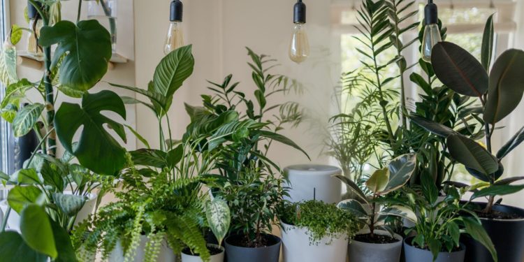 how to treat houseplants