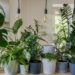 how to treat houseplants