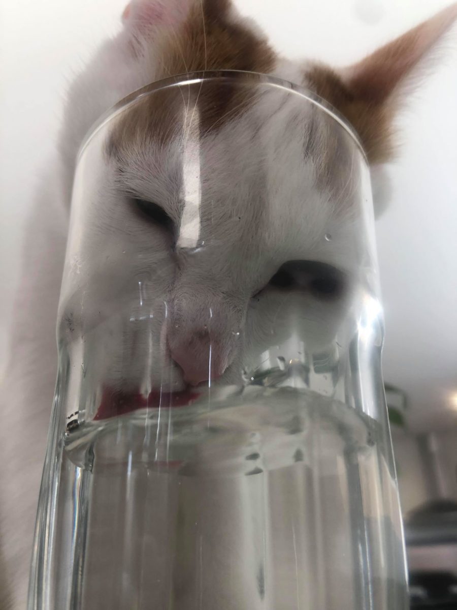 kitten face in glass