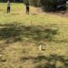kubb field