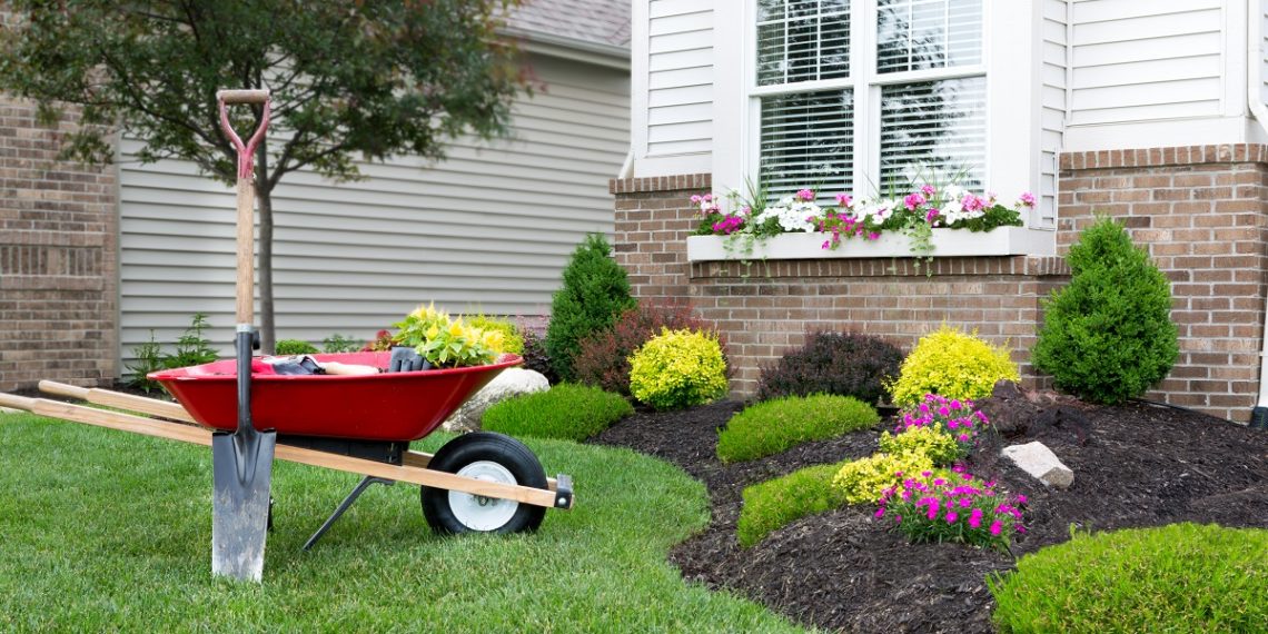 Wheelbarrow standing on a neat manicured green lawn alongside a flowerbed while planting a celosia flower garden around a house with fresh spring plants