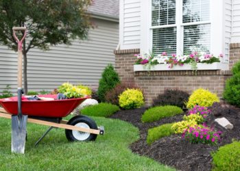 Wheelbarrow standing on a neat manicured green lawn alongside a flowerbed while planting a celosia flower garden around a house with fresh spring plants
