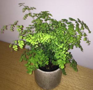 maidenhair fern indoor plant