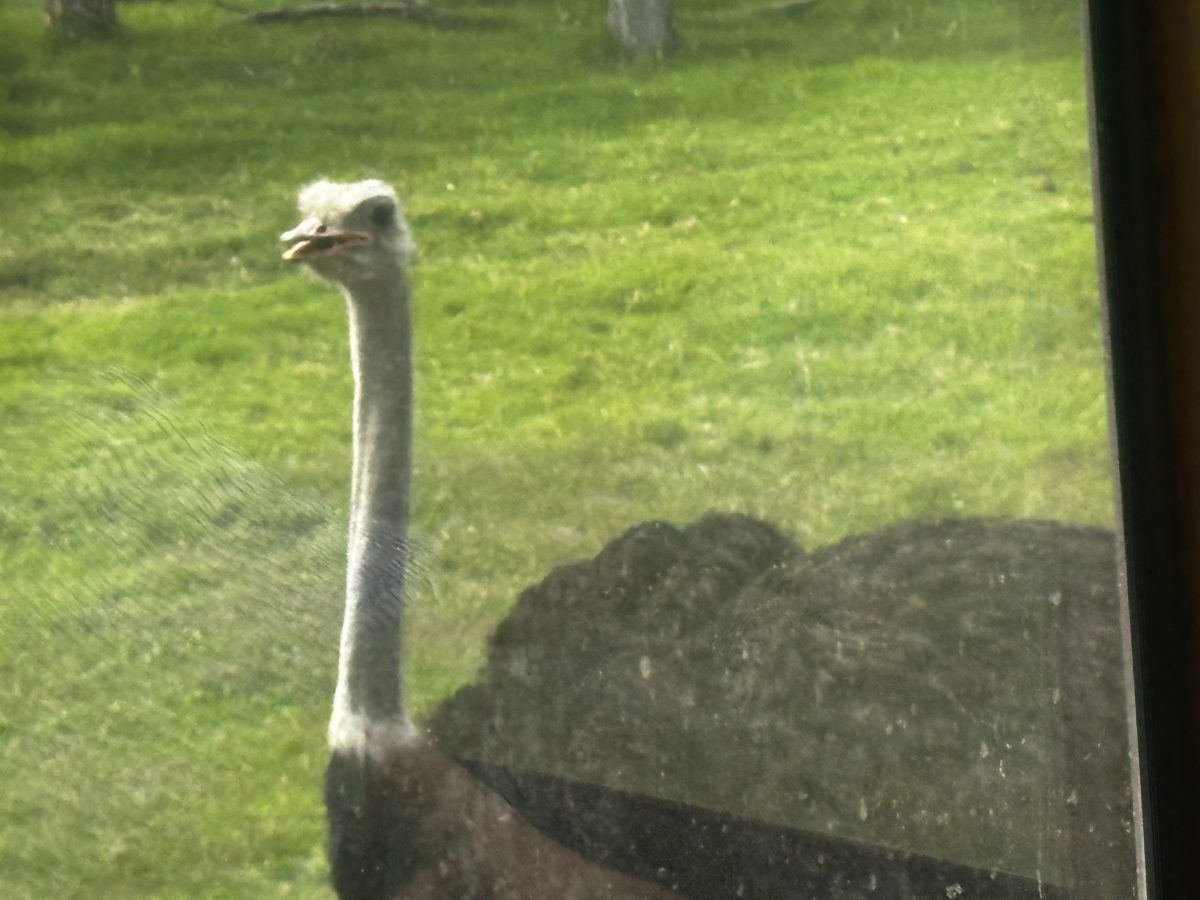 male ostrich at werribee open range zoo