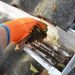 Rain Gutter Cleaning from Leaves in Autumn with hand. Roof Gutter Cleaning Tips. Clean Your Gutters Before They Clean Out Your Wallet. Step by Step. Gutter Cleaning.