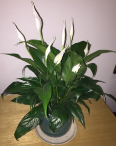 peace lily indoor plant