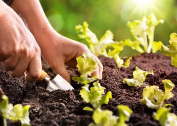 Farmer planting young seedlings of lettuce salad