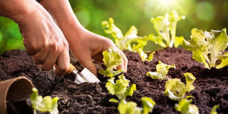 Farmer planting young seedlings of lettuce salad