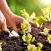 Farmer planting young seedlings of lettuce salad