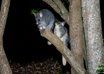 Two grey brushtail possums perched on a tree branch at night. One possum is looking down while the other looks upward, with a dark night forest background.