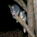 Two grey brushtail possums perched on a tree branch at night. One possum is looking down while the other looks upward, with a dark night forest background.