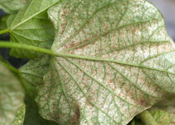 red spider mites under leaf