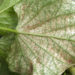 red spider mites under leaf
