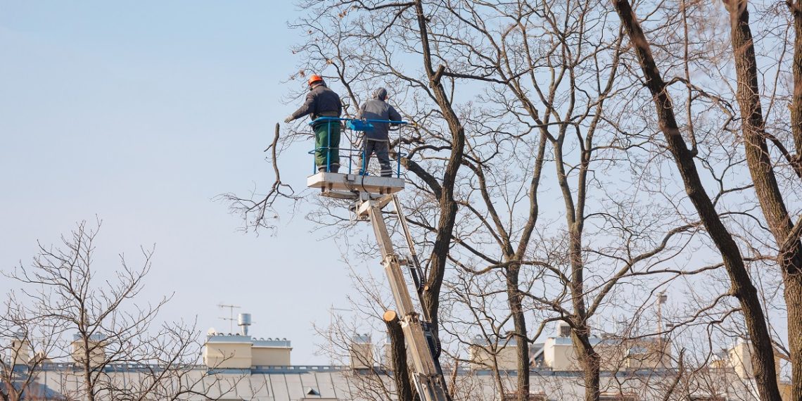 Can I Legally Cut Down Trees on My Property in NSW?