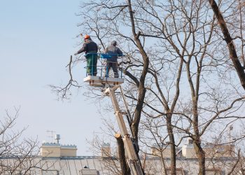 removing trees