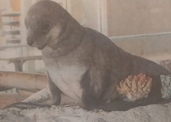 salty the seal smorgys