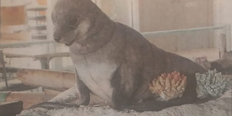 salty the seal smorgys