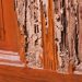 signs of termites