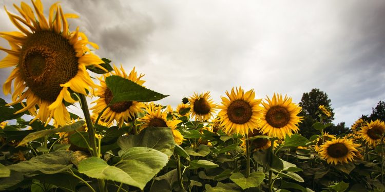 Sunflower field in the summer background blue sky