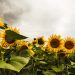 Sunflower field in the summer background blue sky