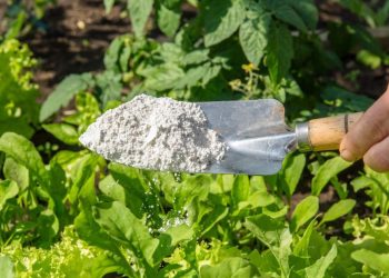 Natural Termite Repellents: Save Money & Your Home
