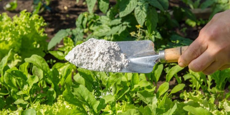 Natural Termite Repellents: Save Money & Your Home