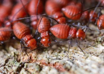 termites dirt