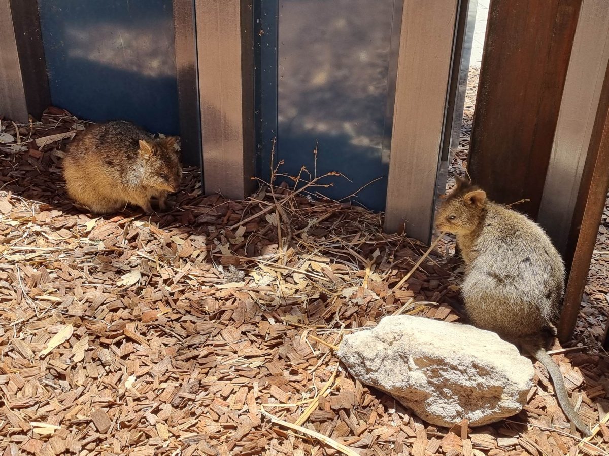 two quokkas being cute
