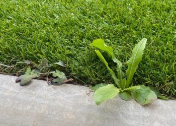weeds coming up next to artificial turf