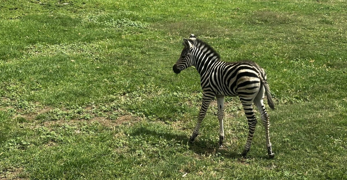 werribee open range zoo baby zebra