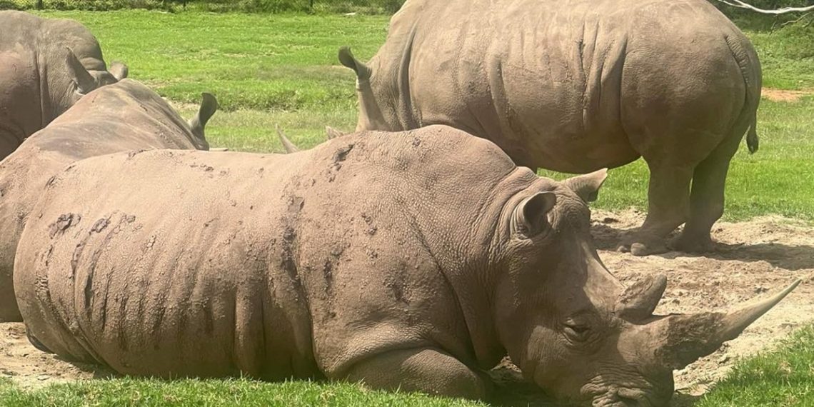 werribee open range zoo banner