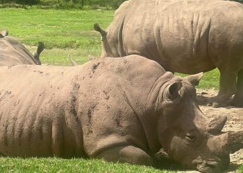werribee open range zoo banner