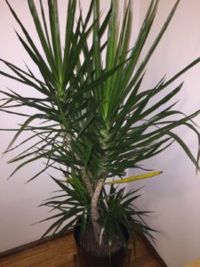 yucca indoor plant